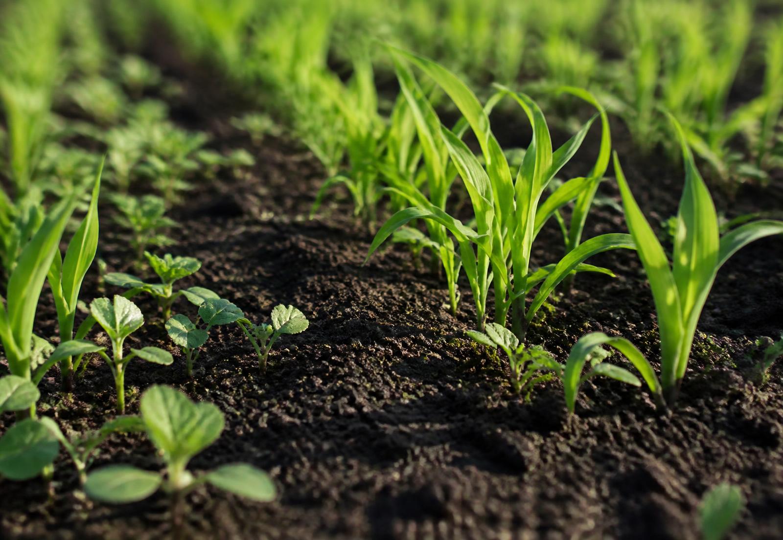 Young crop seedlings growing in dark soil with broadleaf weeds between the rows
